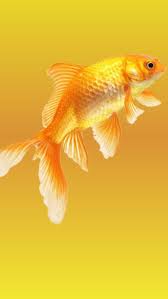 fishy gold hd phone wallpaper peakpx