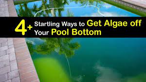 quick tricks for cleaning algae from