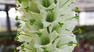 Campanula thyrsoides L. | Plants of the World Online | Kew Science