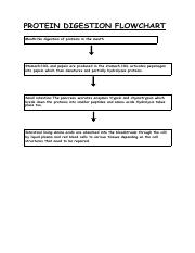 Untitled Document Pdf Protein Digestion Flowchart Mouth No