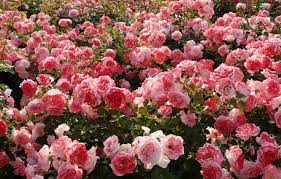 Wallpaper roses, the bushes, a lot ...