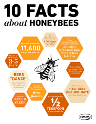 10 Astounding Facts About Honeybees - Comvita