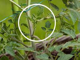 how to prune tomato plants a simple