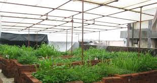 Becomes Green Vipul S Terrace Garden