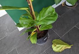 fiddle leaf fig is dropping leaves