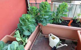 Apartment Gardening Tips The Home Depot