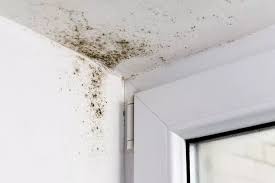 Black Mould At Home As Cold Weather