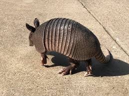 armadillos are moving into nc and you