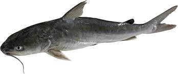 Hardhead Catfish Ariopsis Felis Mississippi Saltwater Fish