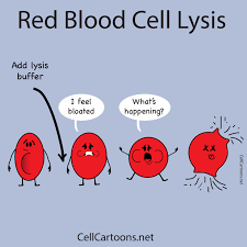 red blood cell lysis cell cartoons