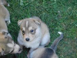 Look at pictures of puppies in florida who need a home. German Shepherd Puppies For Sale United States