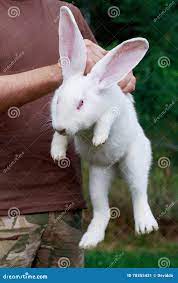 Кролик в руках человека стоковое изображение. изображение насчитывающей  природа - 78355431