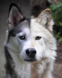 what is a wolf dog w o l f sanctuary