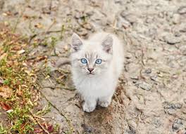 Lindo gatinho cinza de olhos azuis. animal. abrigo de animais. gato  abandonado. gatinho triste perdido na rua depois da chuva. conceito de  proteção de animais sem-teto. | Foto Premium