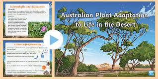 Australian Hot Desert Plants Powerpoint