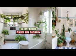 28 Best Indoor Plants For Bathroom