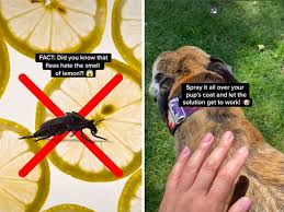 remedy to rid your dog of fleas