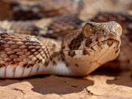 deadly saw scaled viper travels from
