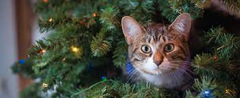 Check spelling or type a new query. How To Stop A Cat From Climbing The Christmas Tree Popsugar Pets