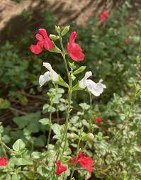 チェリーセージ（サルビア・ミクロフィラ、サルビア・グレッギー） | 写真 de 知る花の名前