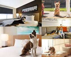 pet friendly hotels in las vegas in 2024