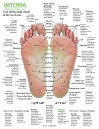 10 Pack Essential Oil Reflexology Chart Oil Use Guide 8 5 X 11 On 14pt Card Stock