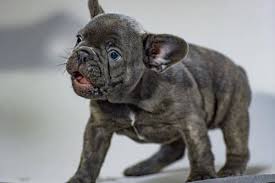 French bulldogs have varying coat colors. French Bulldog Blue Eyes What Causes Blue Eyes In Frenchies Anything French Bulldog