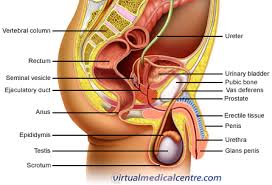 From wikimedia commons, the free media repository. Male Reproductive System Urogenital System Anatomy Healthengine Blog