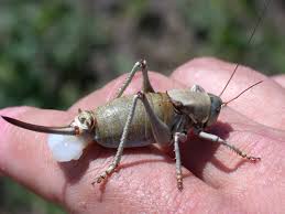 Mormon cricket (Anabrus simplex)