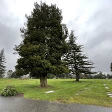 cypress lawn memorial park 12 photos