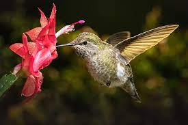 Hummingbird Gardens Foremost