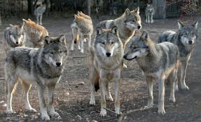 Lessons from the Wolf Pack is an ongoing series of recruitment advice articles taken from, or inspired by, situations and events observed during our phone ...
