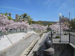 雪御所公園の桜 2015 | みんなの神戸