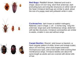 New Bill Would Force Landlords To Disclose Bedbug