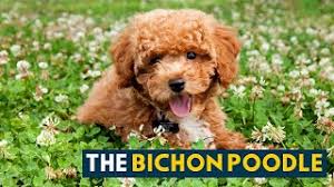 bichon poodle is this breed the right