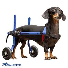 dog wheelchair for miniature dachshund
