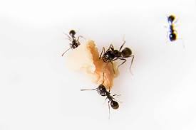 Ever wondered why ants follow one another in regimented lines? How To Naturally Get Rid Of Ants For Good Housewife How Tos