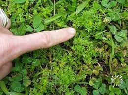 spurweed control for home owners how