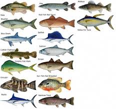Types Of Saltwater Fish Research Common Types Of Salt Water