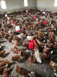 Relevance name, a to z name, z to a price, low to high price, high to low. Chicken And Fresh Chicken Eggs For Sale In South Africa On Engormix Ref 36608