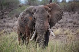 secrets of the elephants series reveals