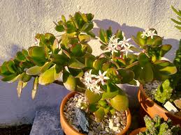 Harsh light can scorch young, immature plants or cause the leaves on older ones to turn red. Is Your Jade Plant Top Heavy Here S What You Do