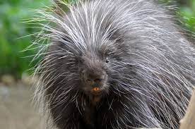 facts about porcupines live science