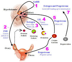 How Hormonal Changes Affect Fertility Symptoms