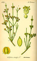 Ephedraceae and Ephedra (jointfir) description