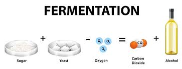 Fermentation Chemical Equation