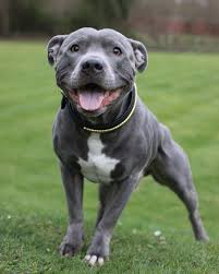 This dog, also known as the amstaff, and nicknamed staffie, has its roots in england, where its progenitors were bred to fight; Ramsey Staffordshire Bull Terrier Urban Paws Uk In 2020 Staffordshire Terrier Puppy Bull Terrier Puppy Staffy Dog
