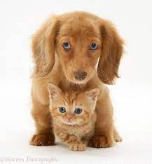 Advertise a pet for free. Cream Dachshund Puppy Uk The Y Guide