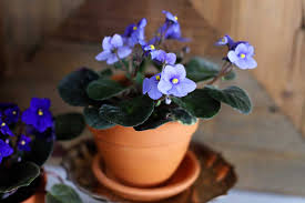 The african violet, saintpaulia, is a tropical plant native to tanzania and kenya. African Violet Care House Of Hawthornes