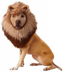 lion dog costume um healthypets